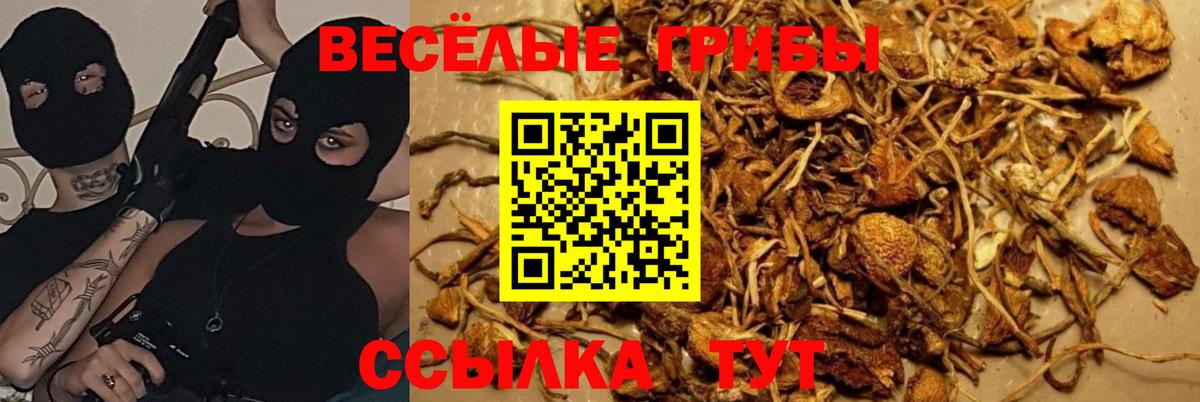 Псилоцибиновые грибы GOLDEN TEACHER  наркотики  Лыткарино  Галлюциногенные грибы Psilocybine cubensis  Вход с VPN 